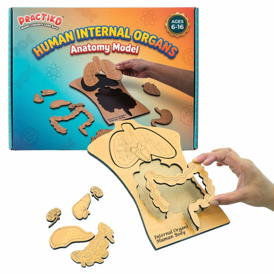 Human Internal Organs