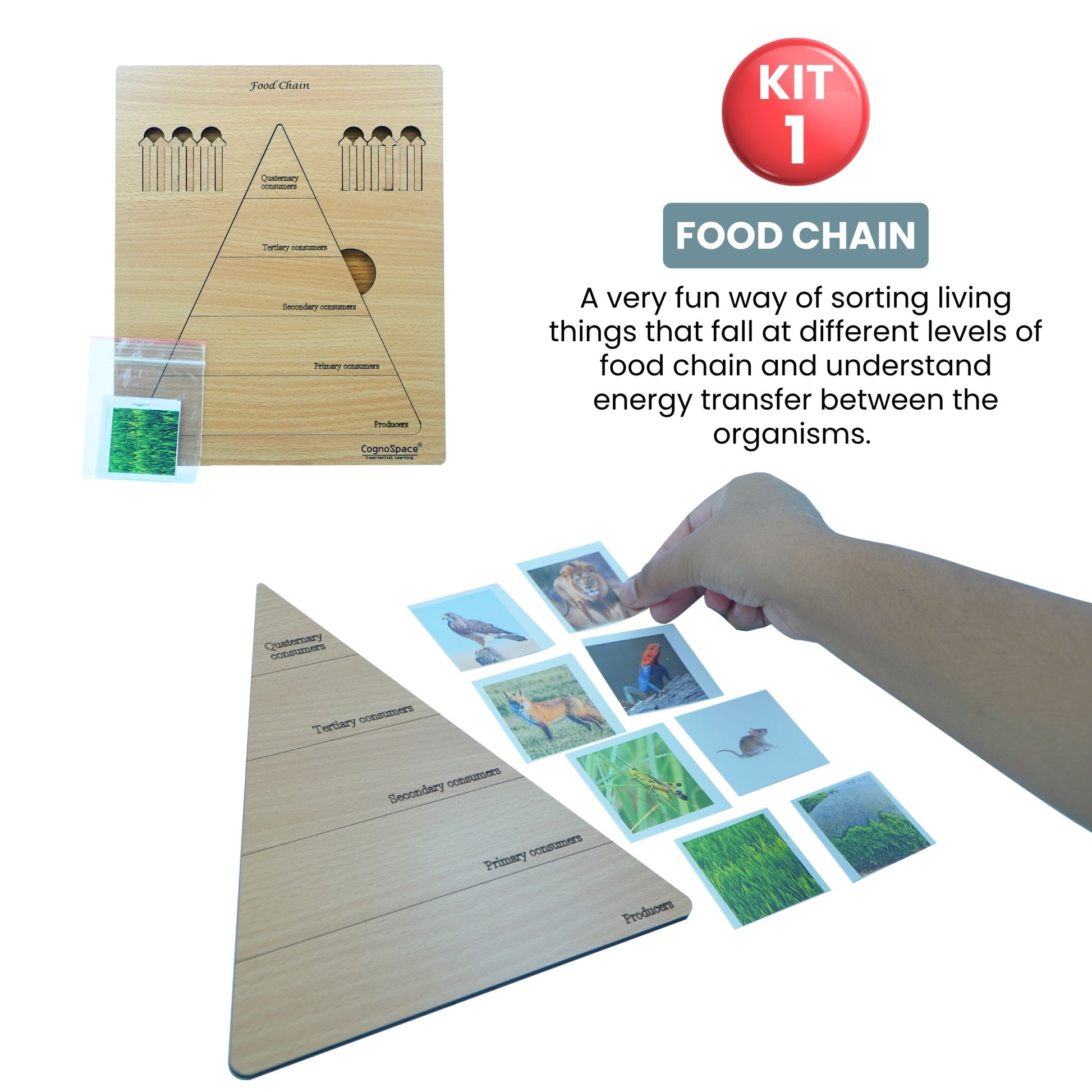 Practiko Class 5 Science Kit – Living Systems & Machines experiment setup; Student performing Living Systems & Machines activity – Practiko science learning kit; Science concept demonstration from Living Systems & Machines kit by Practiko; Hands-on learning with Practiko Living Systems & Machines science STEM kit; Living Systems & Machines kit materials and tools for Grade 5 science experiments