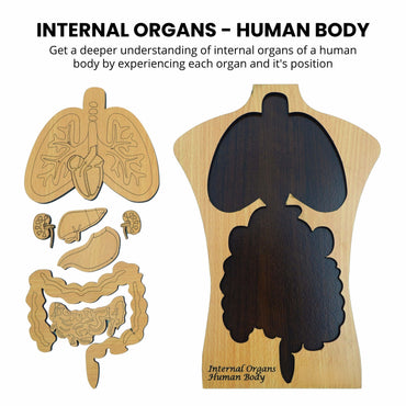 Human Internal Organs